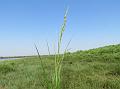 Mangrove Wild Rice